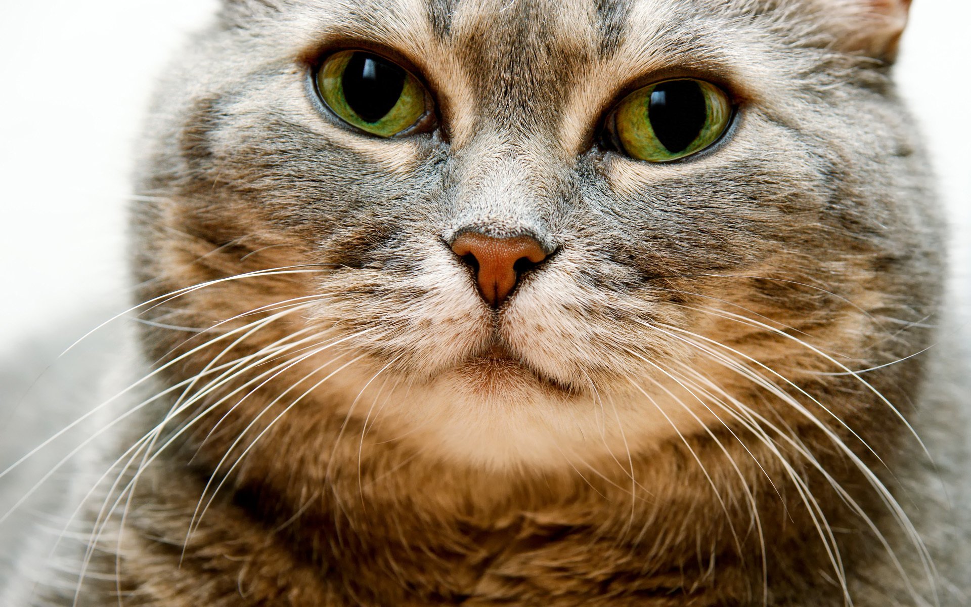 katze schnurrbart schnauze wangen dick blick augen