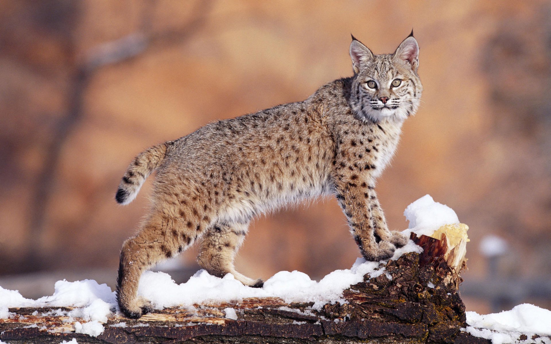 lynx neige hiver