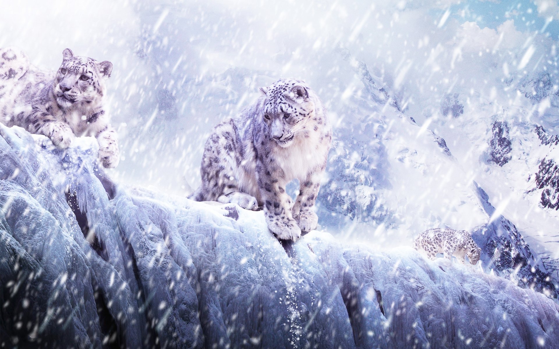 gatos gatos animales nieve montañas leopardo leopardo nevadas hielo irbis