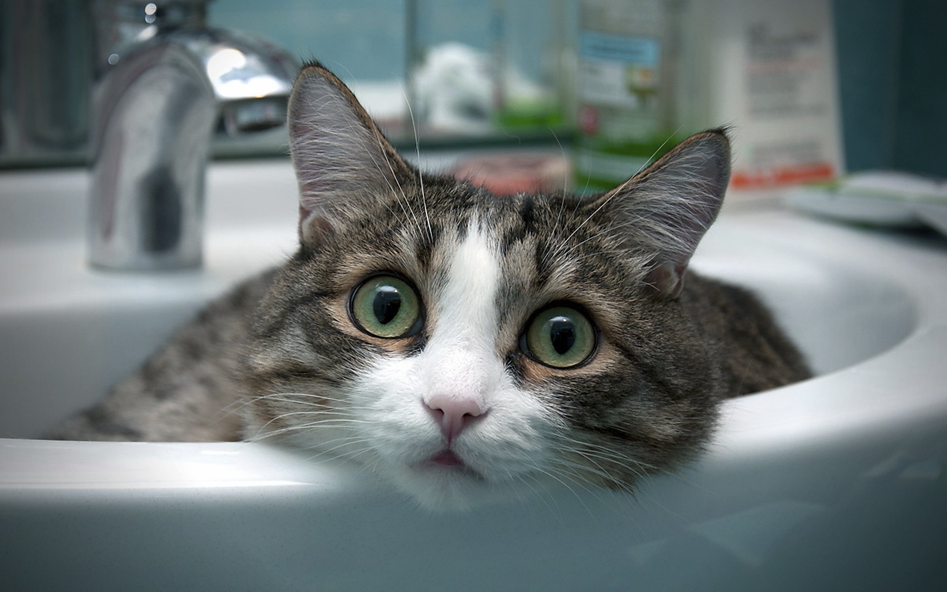 gatto lavabo bagno stanza