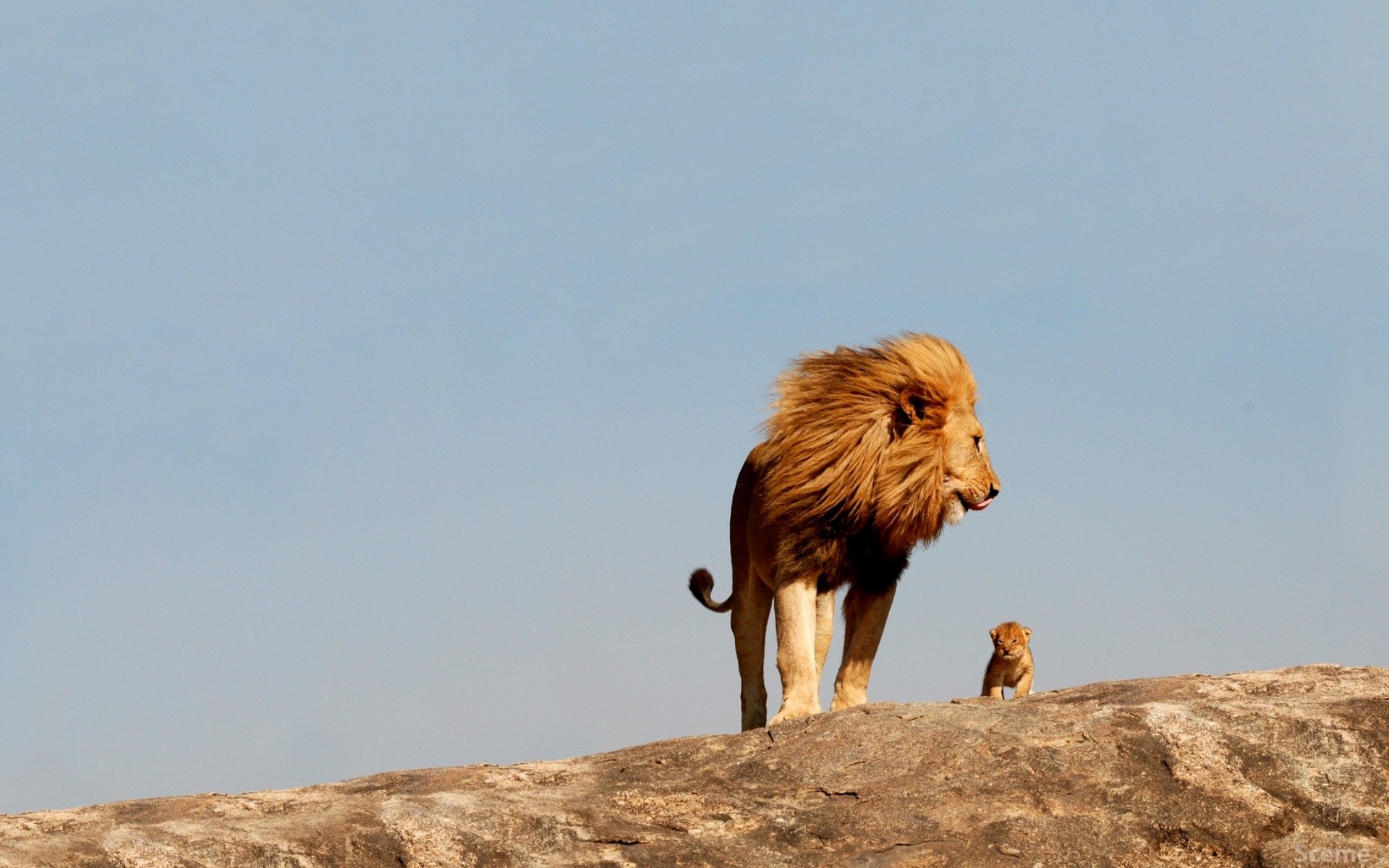 lion lionceau sauvage grands chats