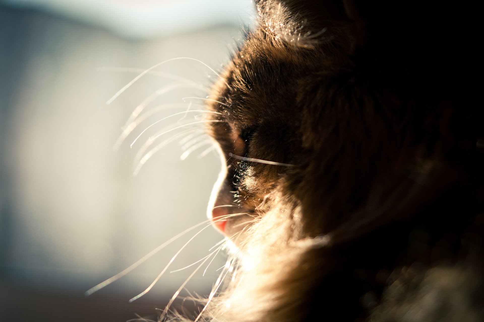 chat dormir soleil fenêtre moustache moelleux