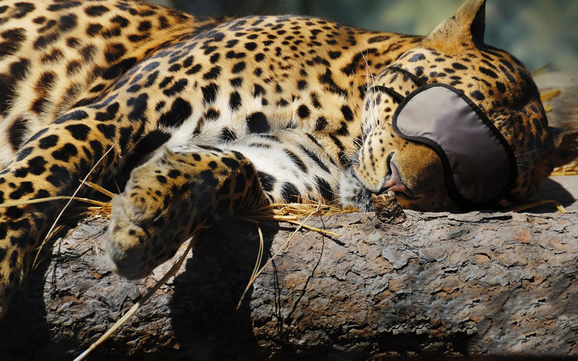 leopardo gatto dormire benda