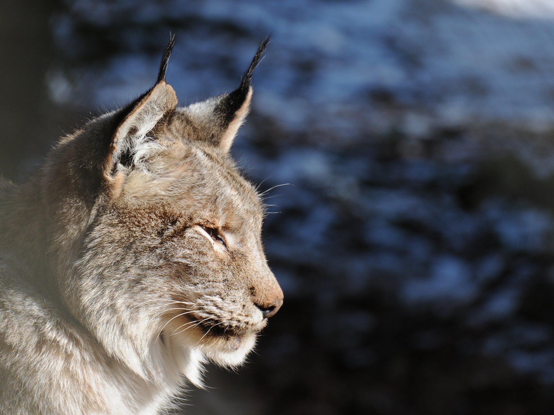 lynx chat