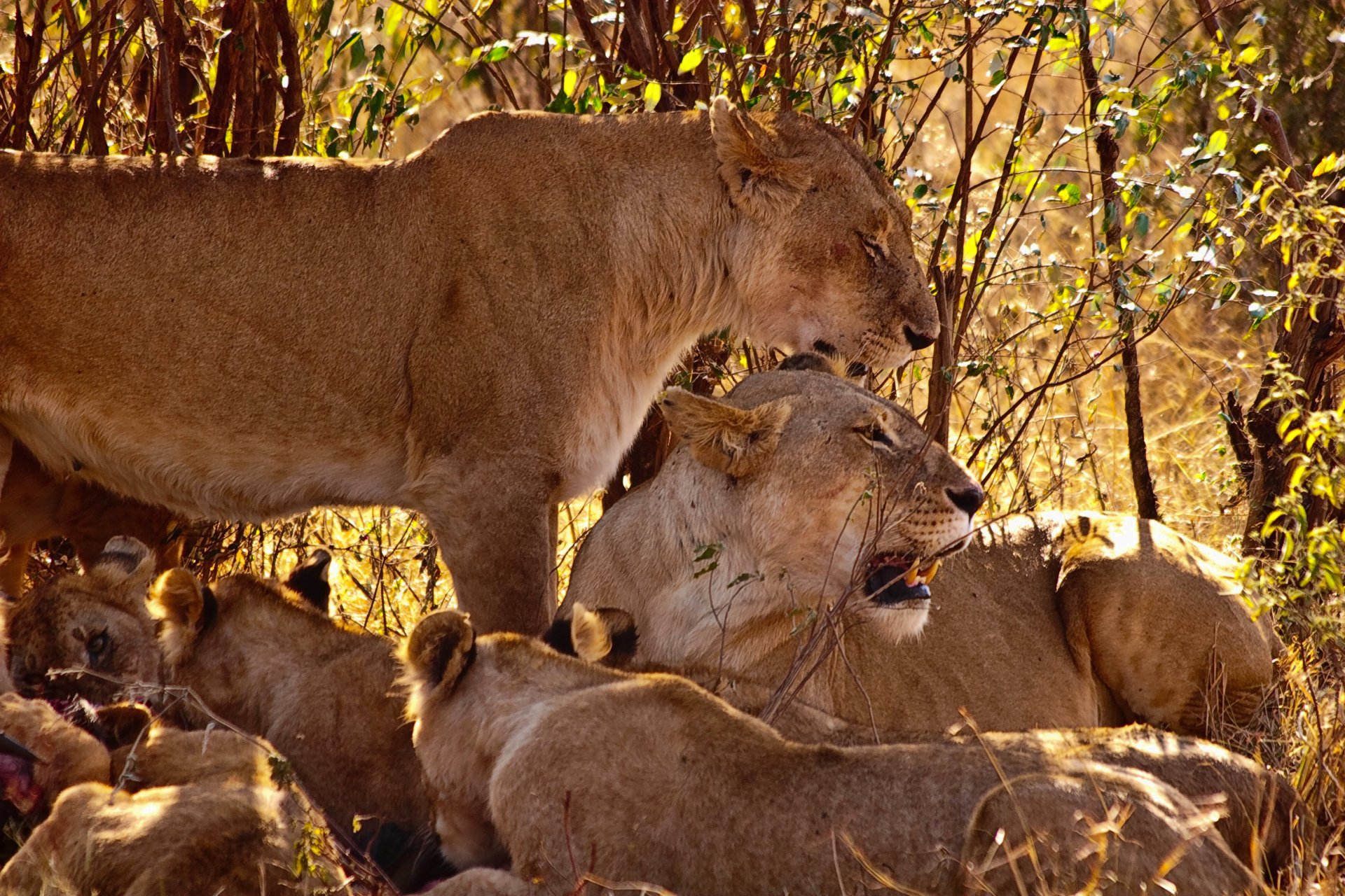 tigres lions famille crocs nature famille