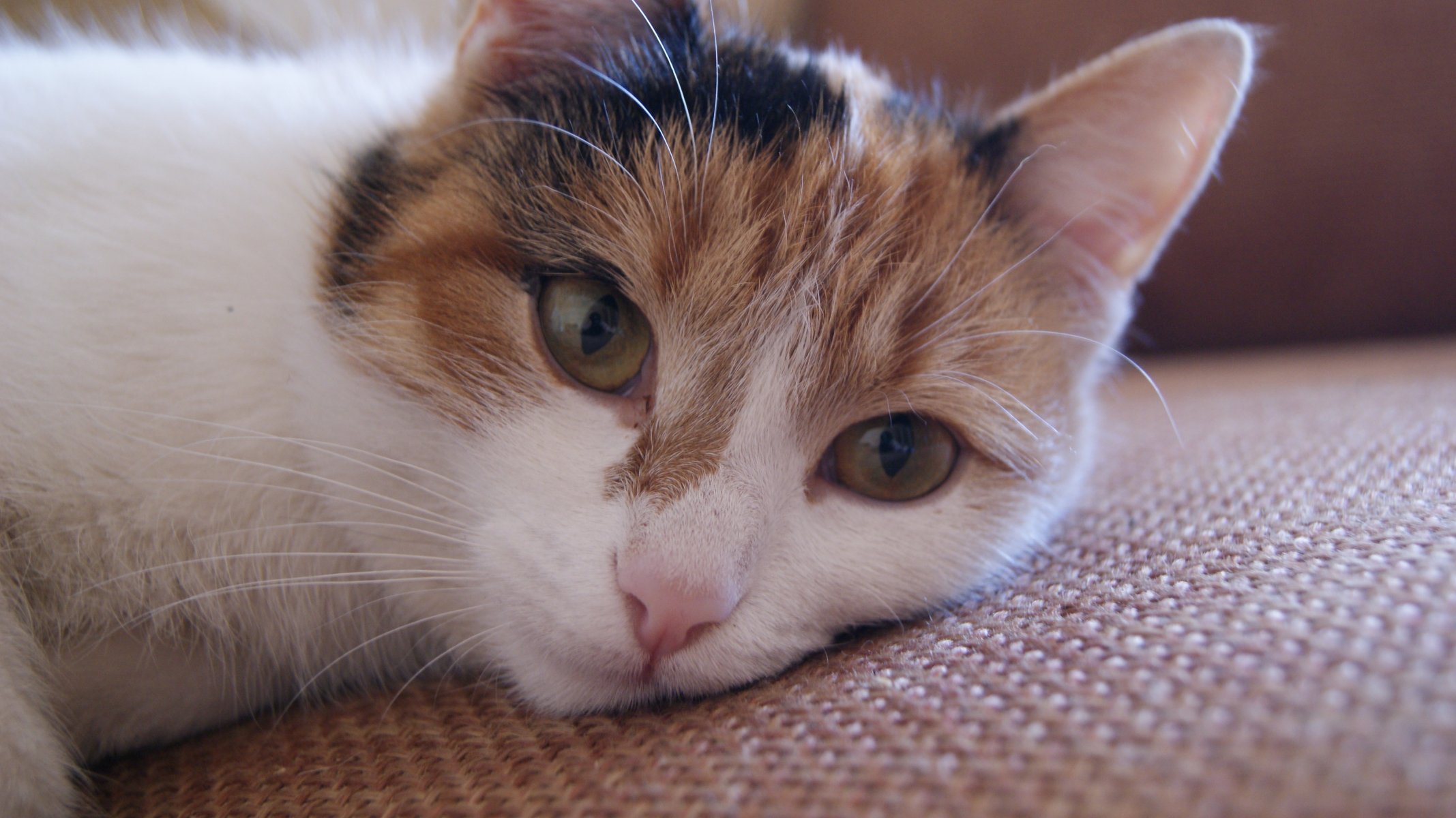 chat chat yeux moustache