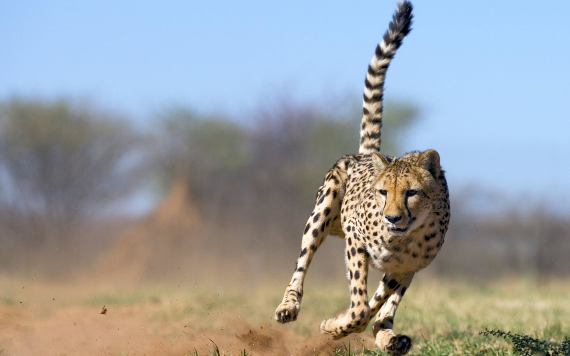 guépard court queue par le tuyau la poussière par le poteau