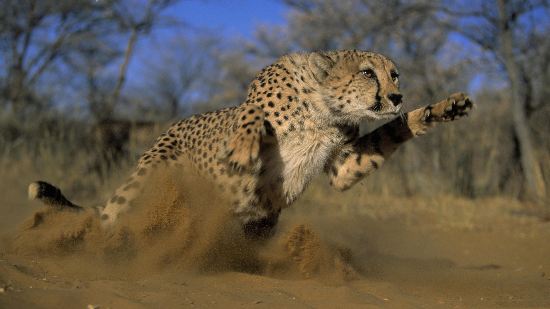 predator cheetah jump