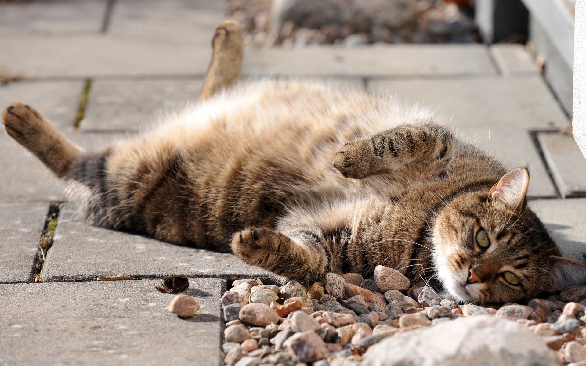 katze wildschwein schnurrbart dick