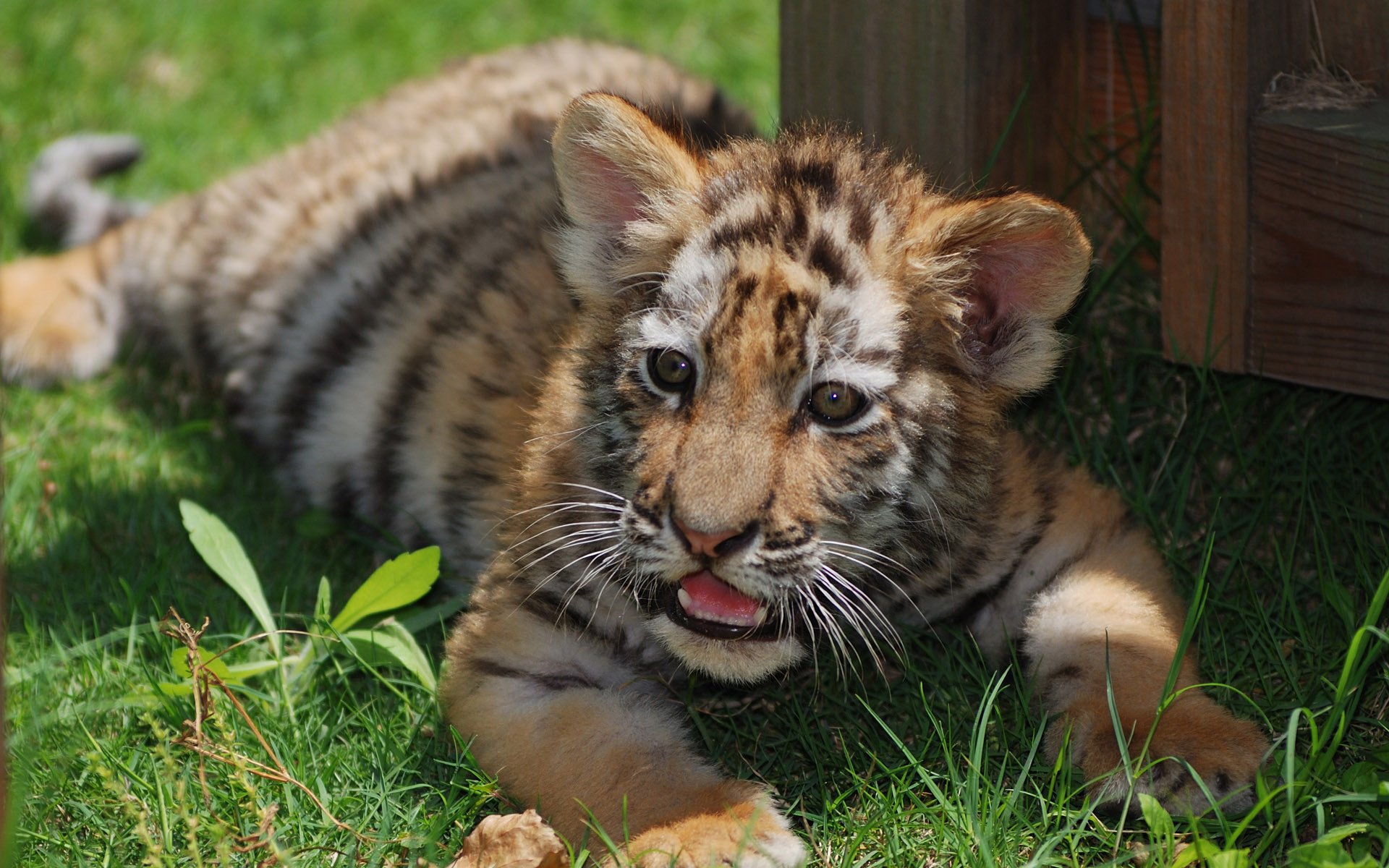 cachorro de tigre tigre bebé gato rayas hierba pelirroja