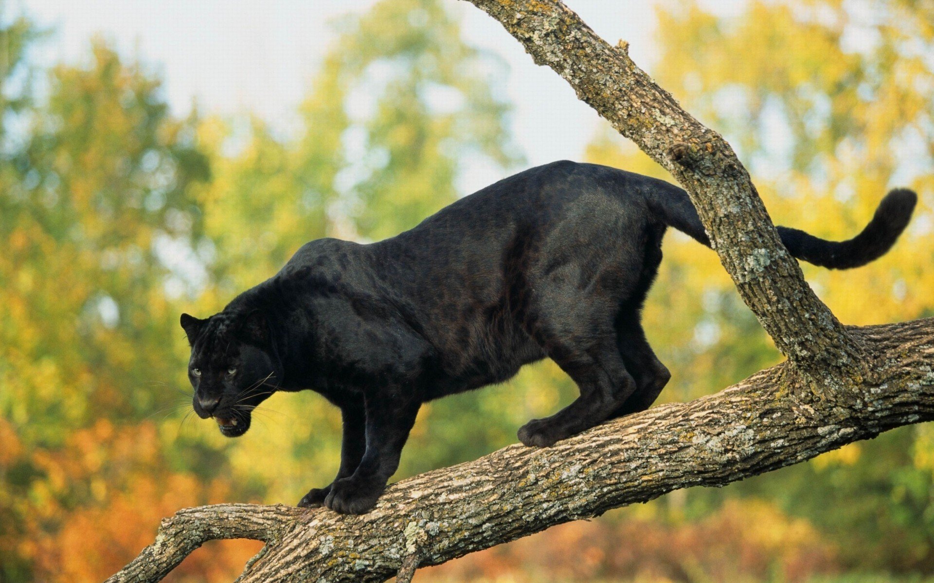 giaguaro nero pantera albero