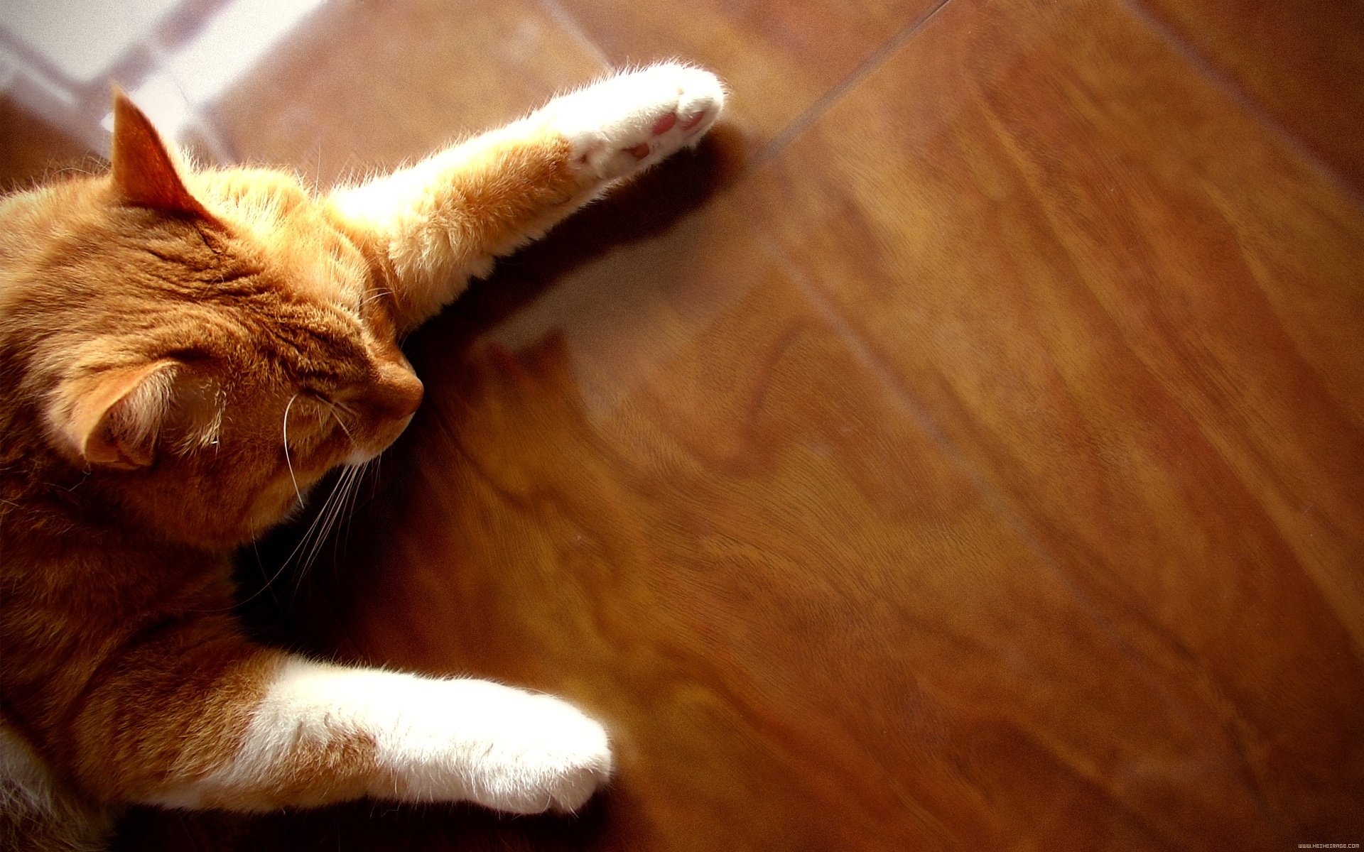 katze schläft auf dem boden rot