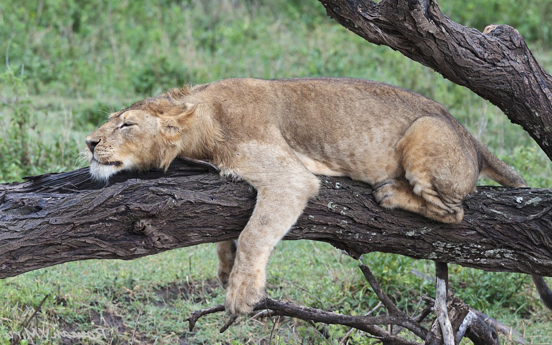 tree trunk bark lioness lying