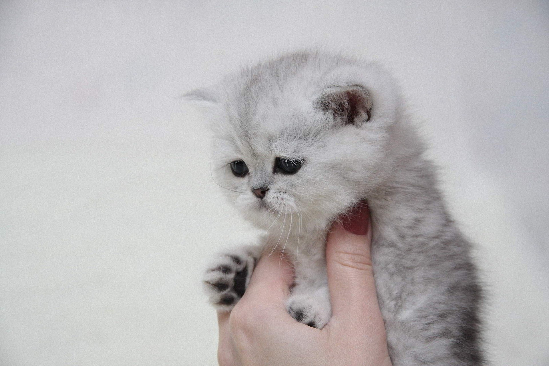 cat kitten hand