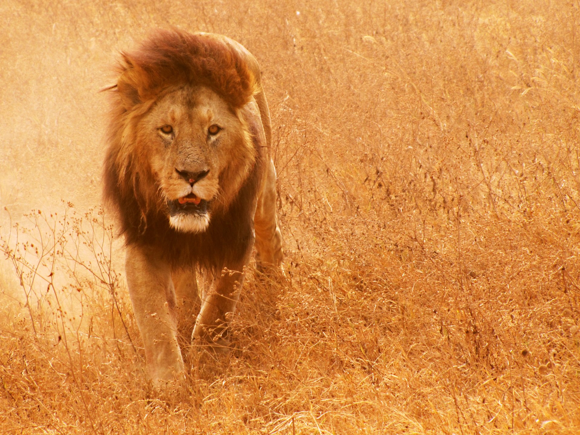 león gato melena hierba sabana