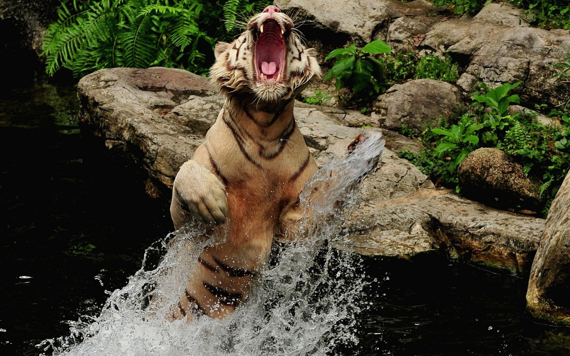 tiger fall water spray