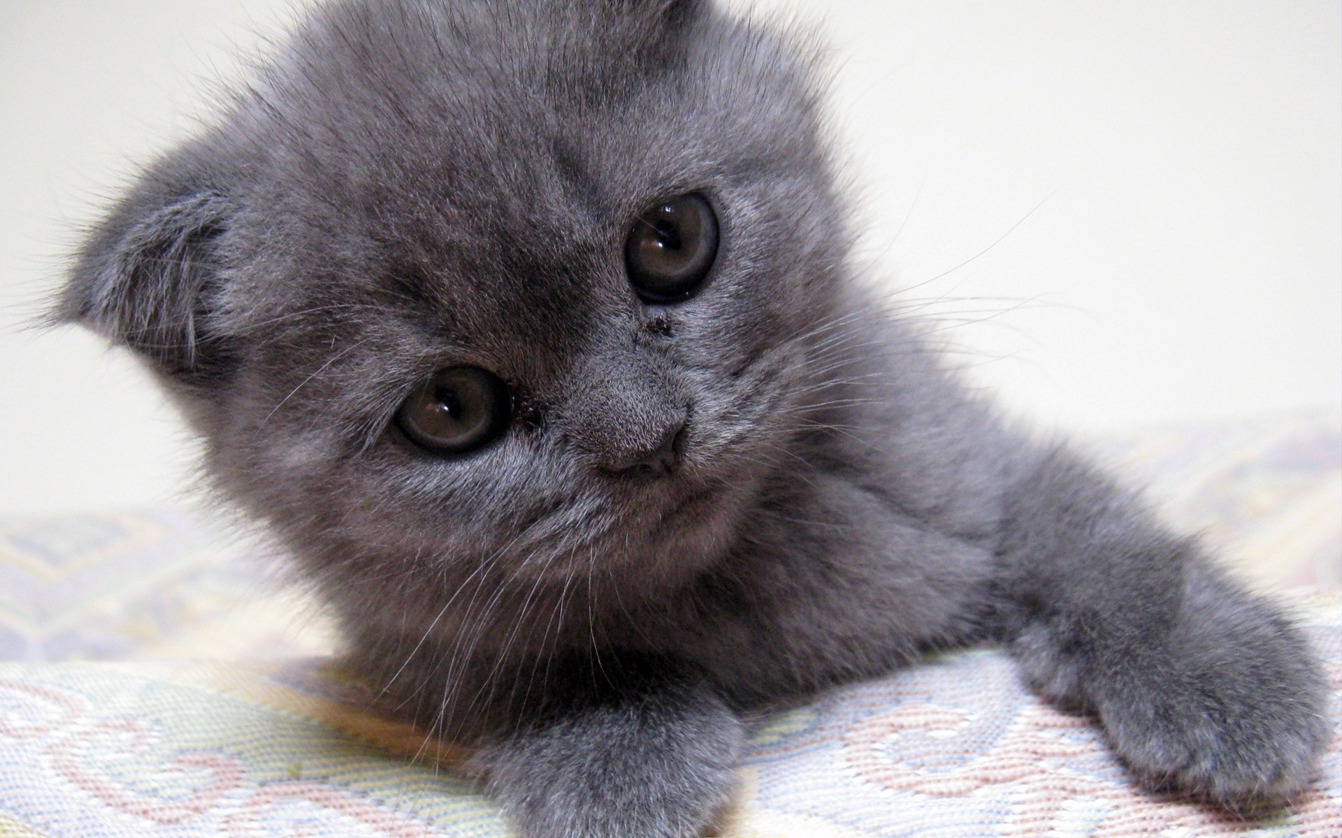 gray kitten kitten