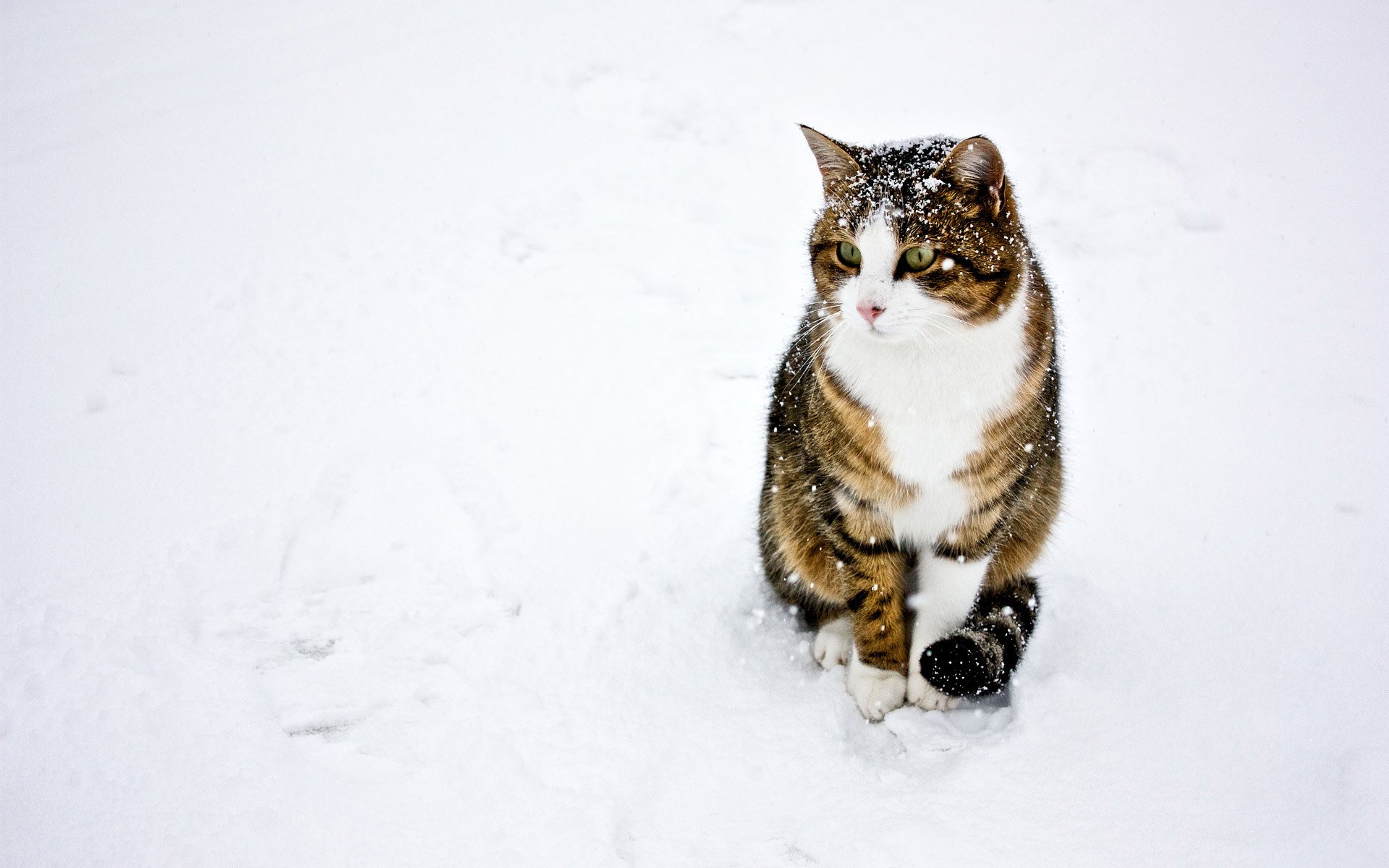 кошка кот зима снег