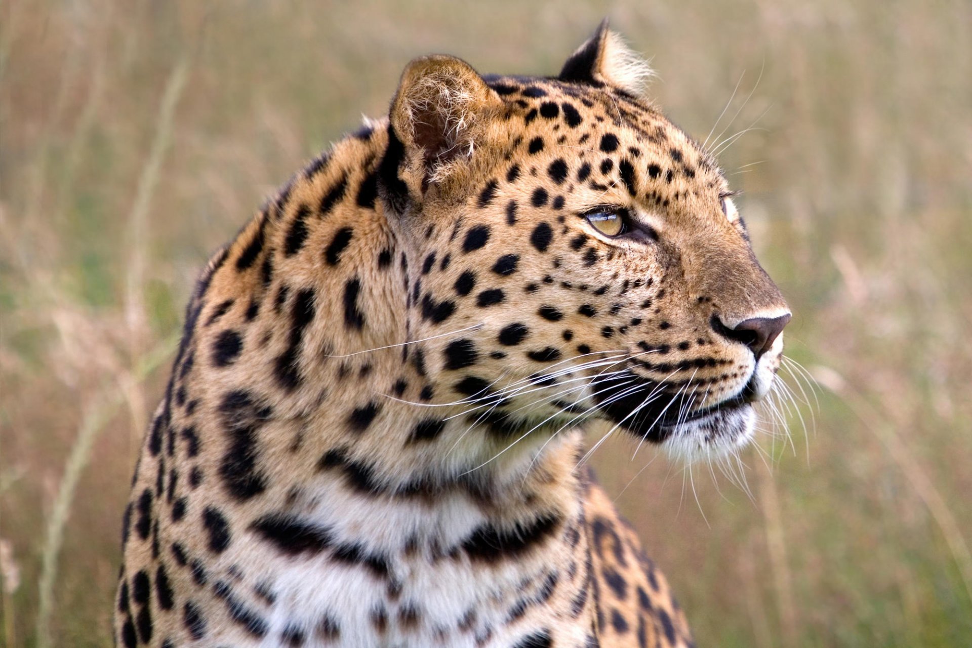 leopard blick jagd