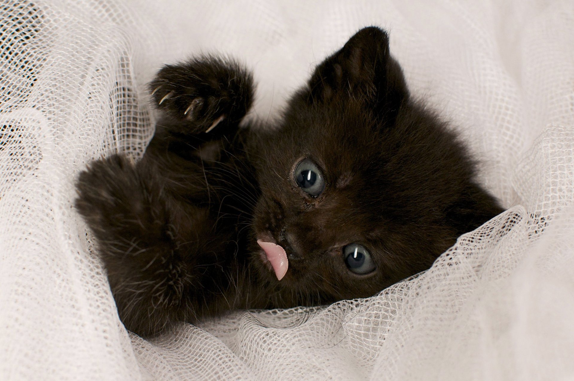 cat kitten black is cloth