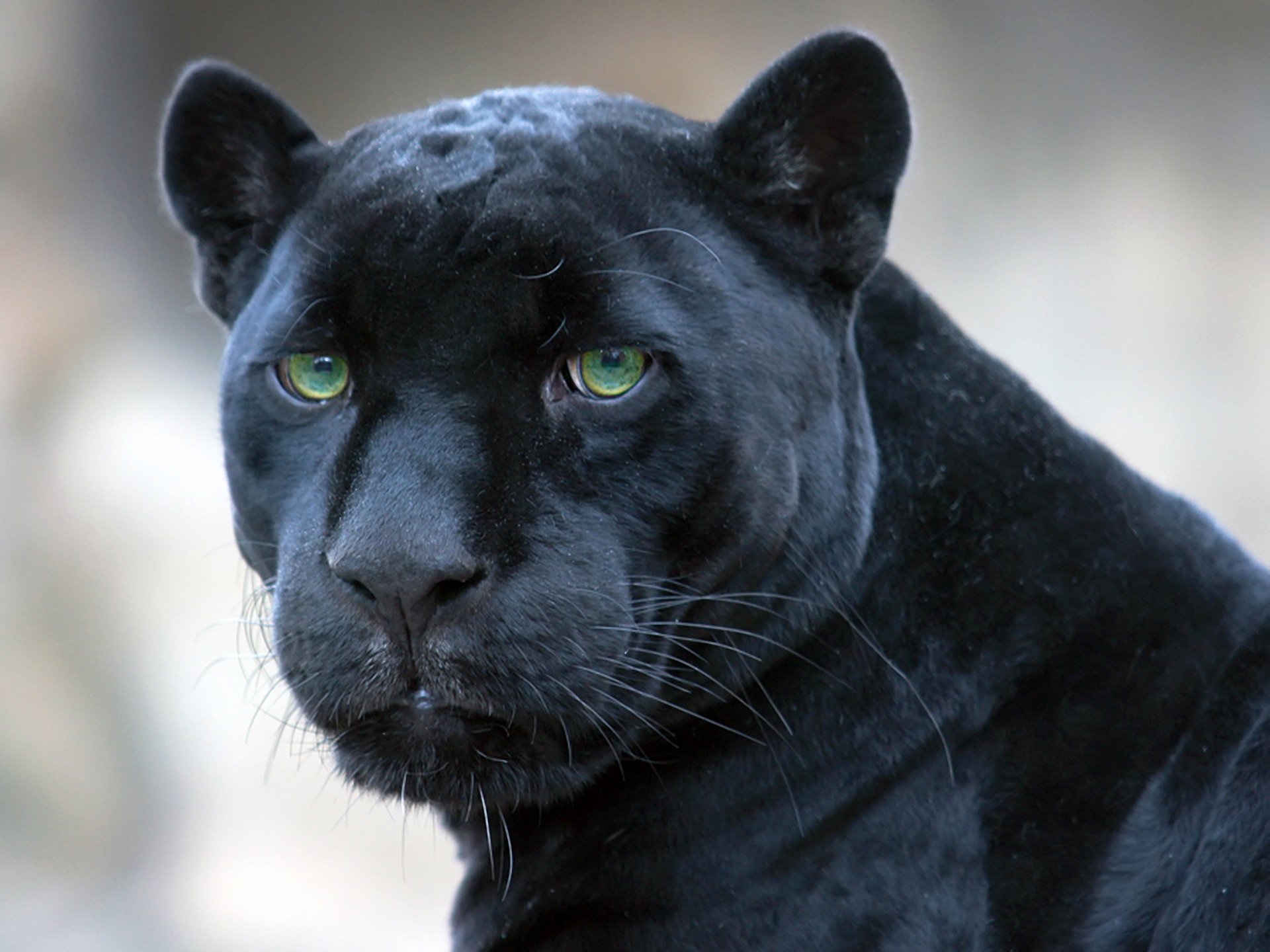 jaguar black panther