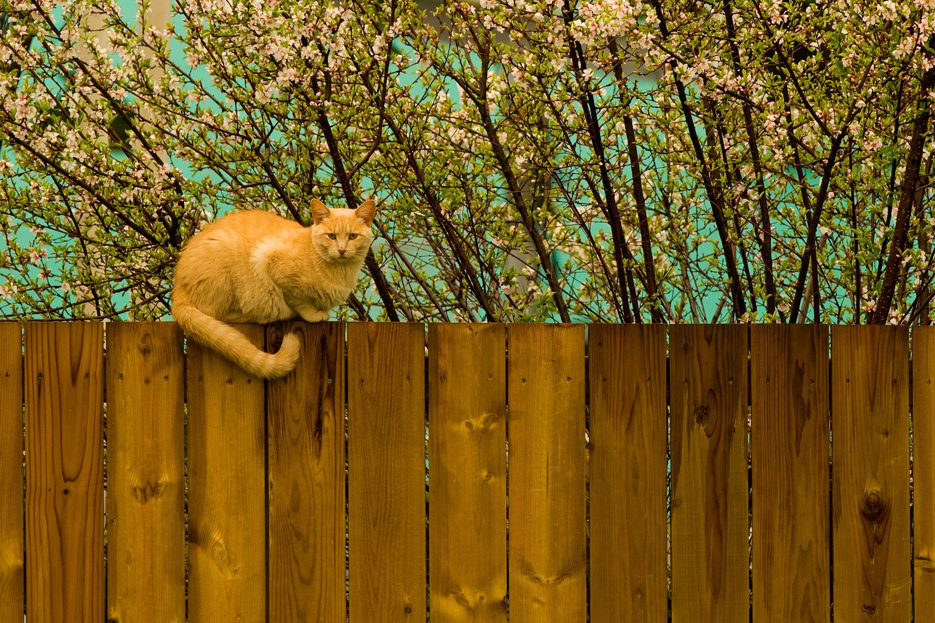 kote gatto rosso primavera albero recinzione