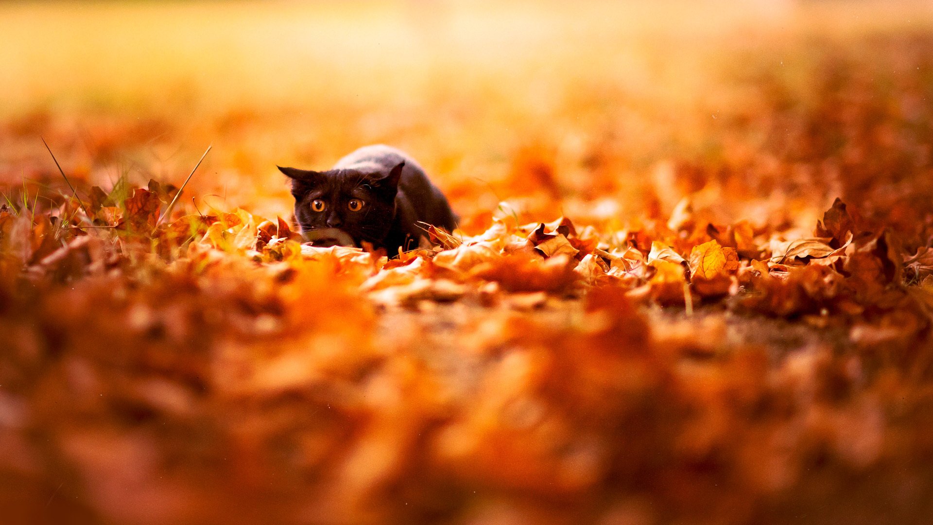 autumn leaves nature black cat background wallpaper bright flower