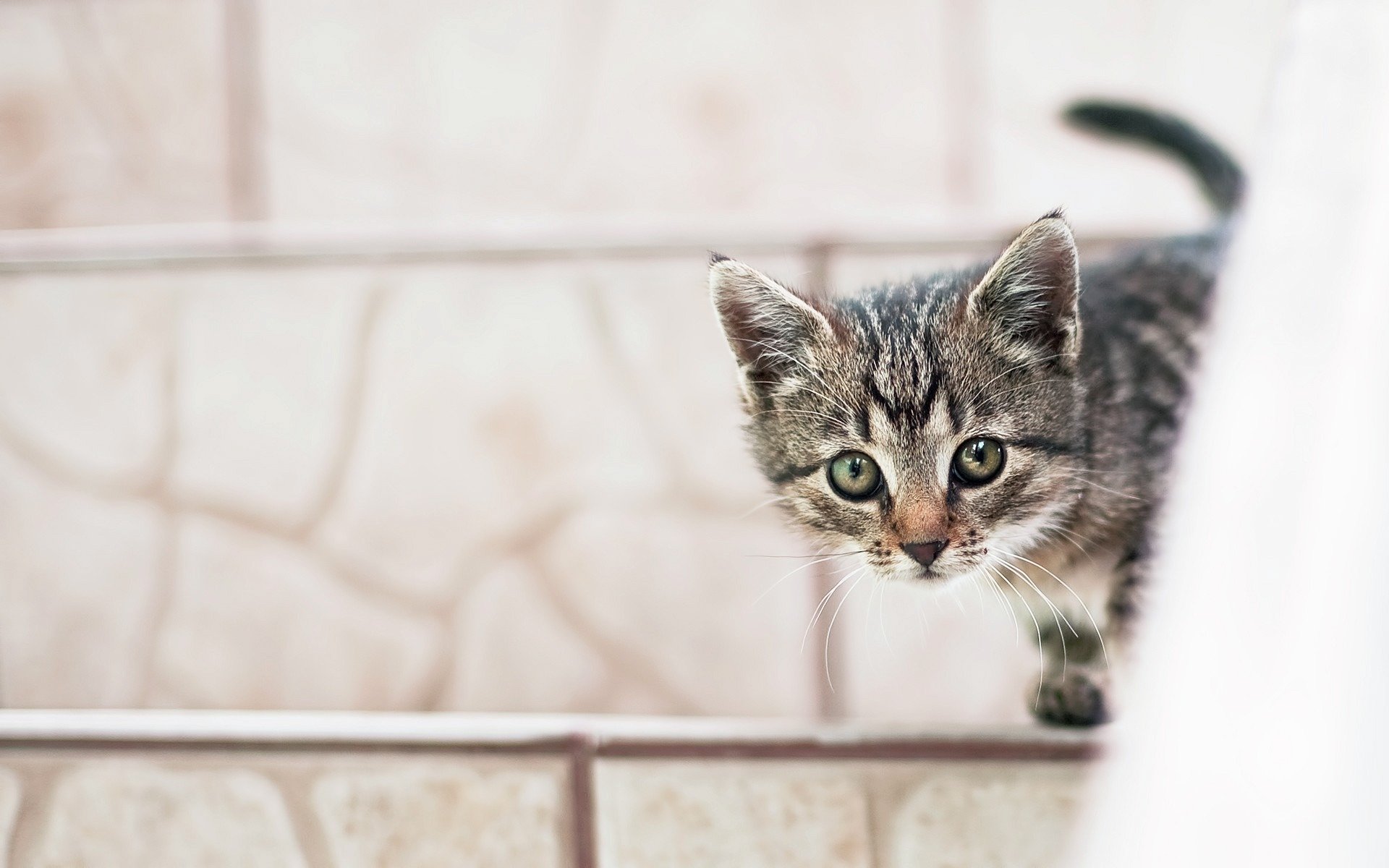 katze kätzchen guckt aus