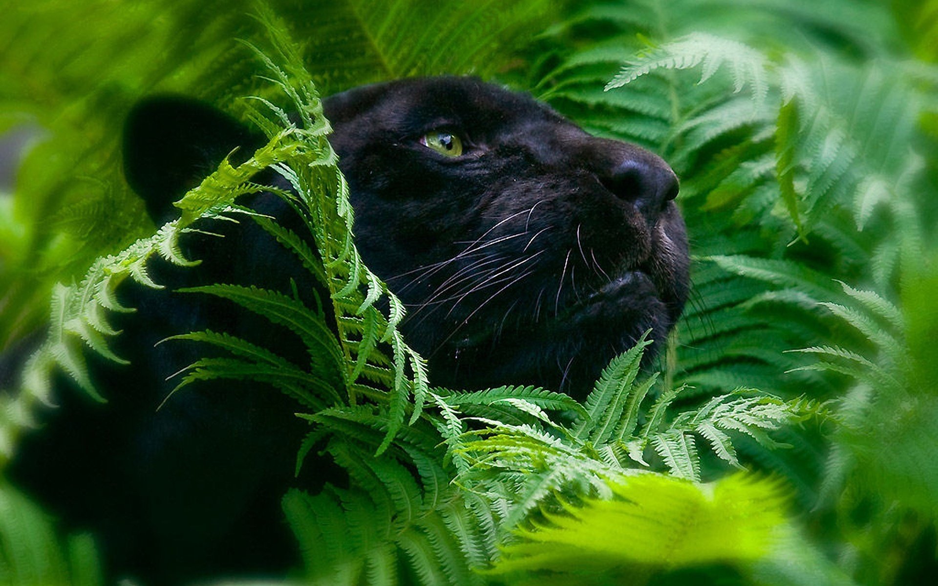 panthère grands chats feuillage