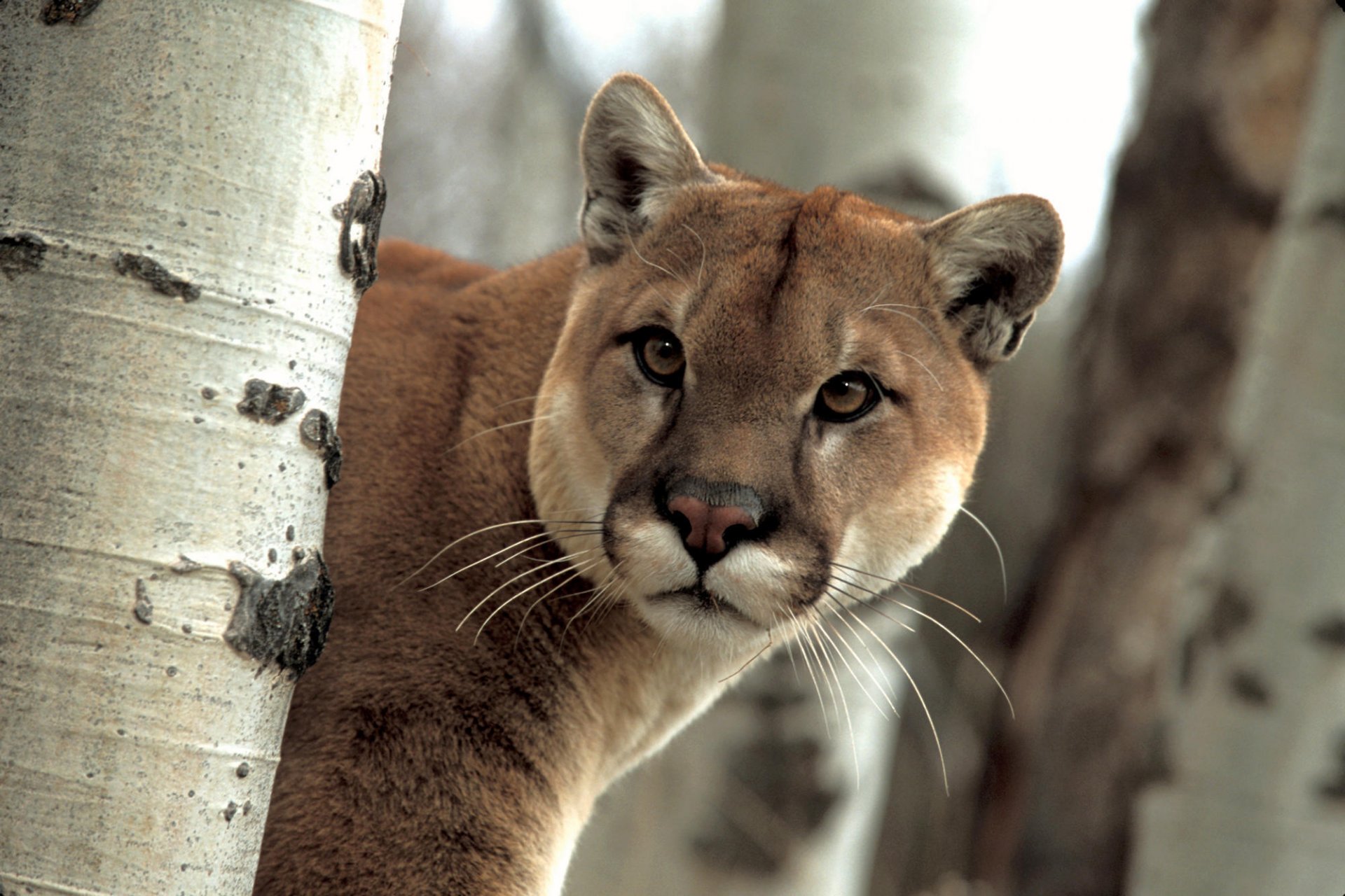 puma hocico madera