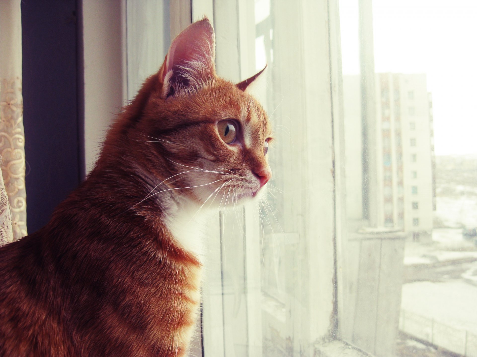 gato pelirroja mirando por la ventana curioso