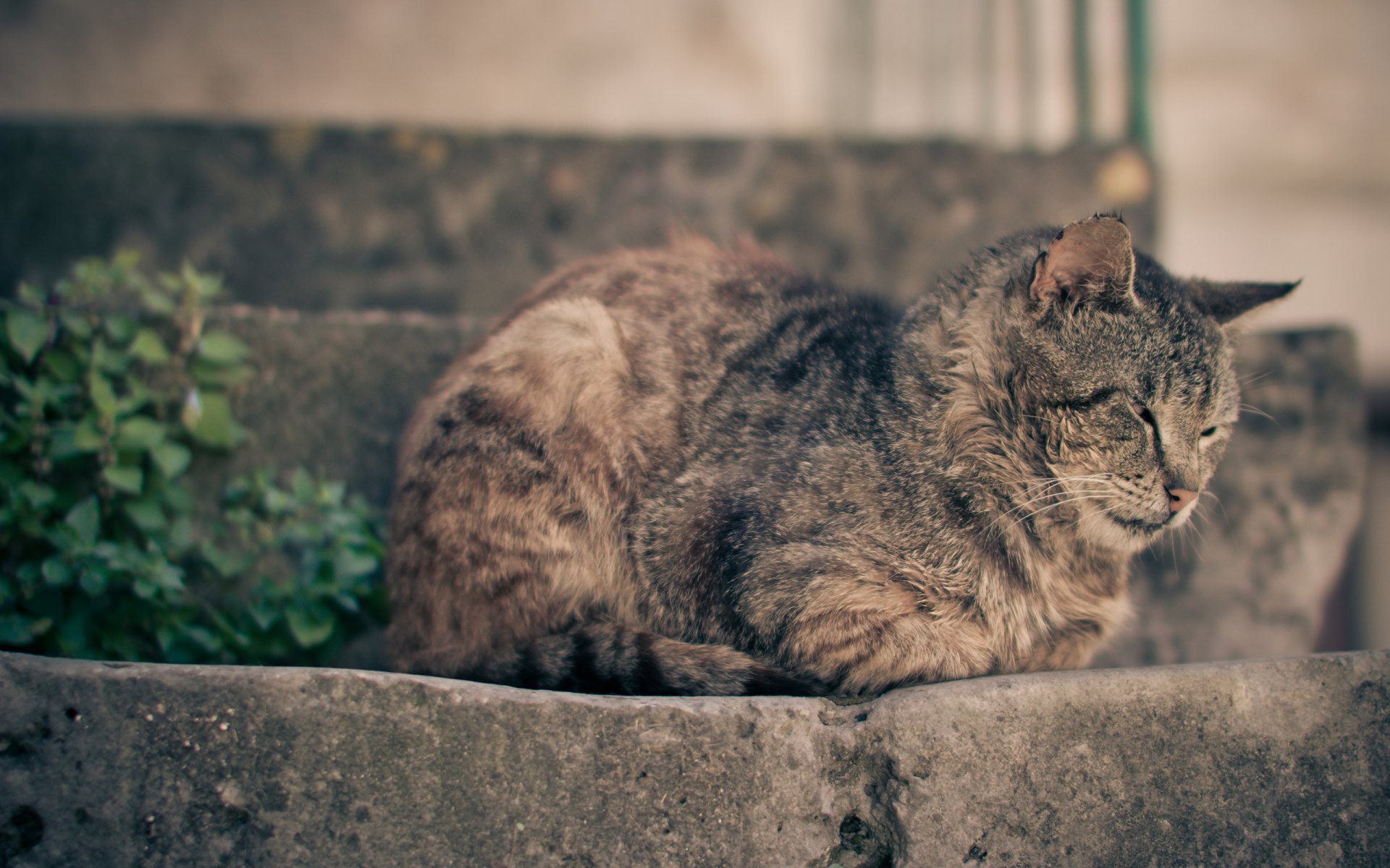 chat chat dormir faire la sieste se reposer marches