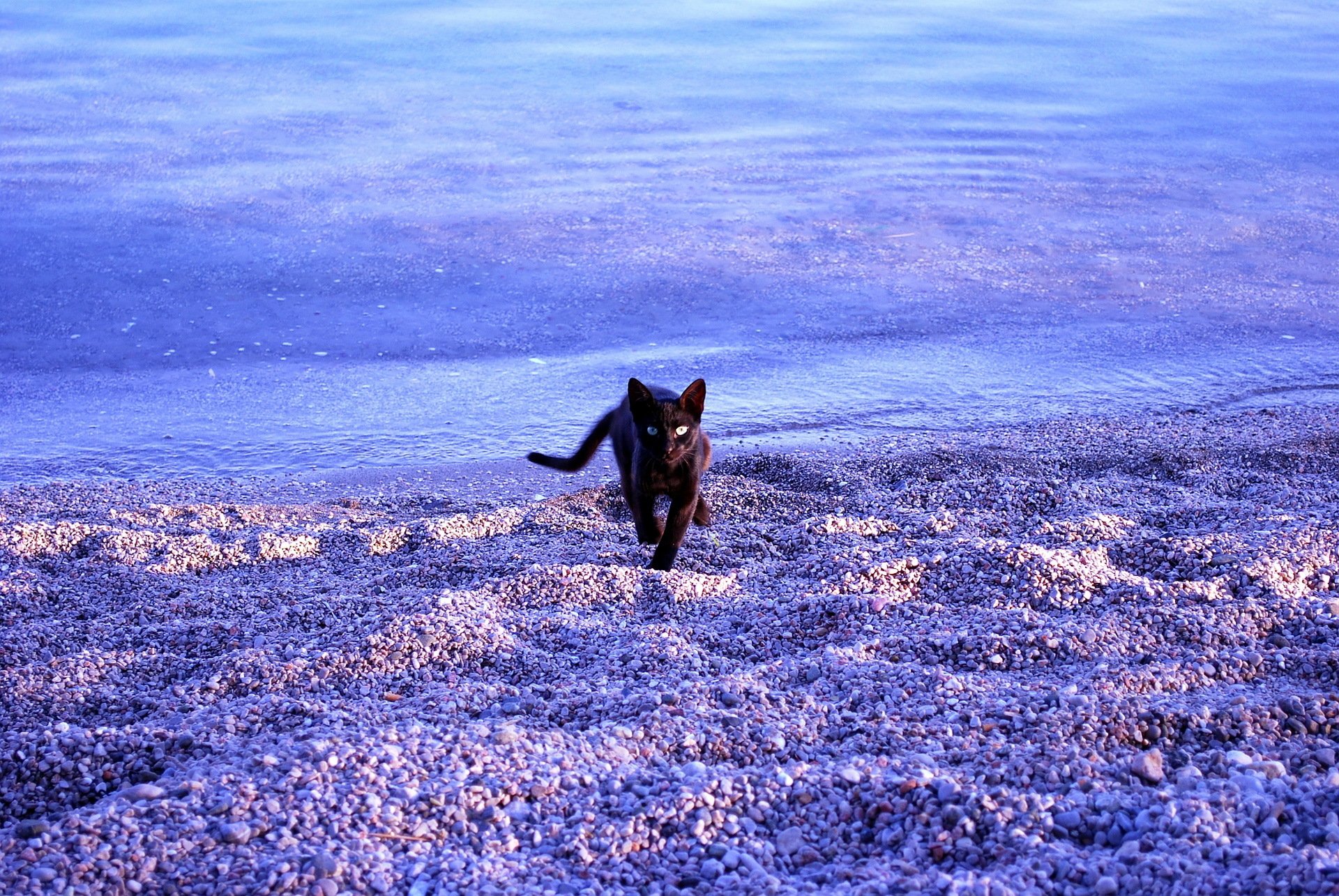 gato mar playa