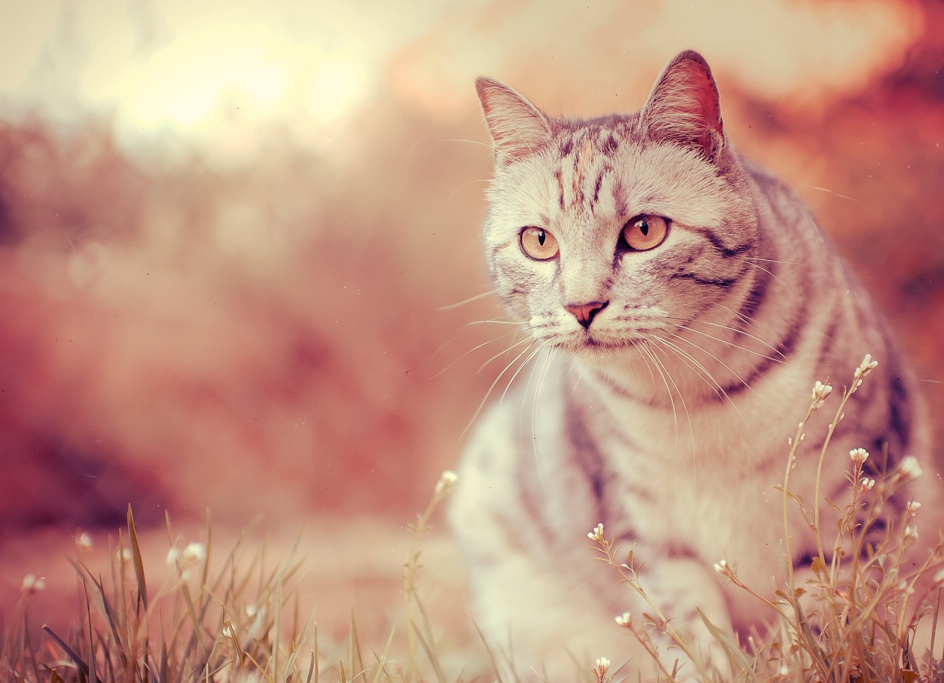 katze wolle farbe schnauze augen schnurrbart nase pfoten foto unschärfe bokeh hintergrundbilder