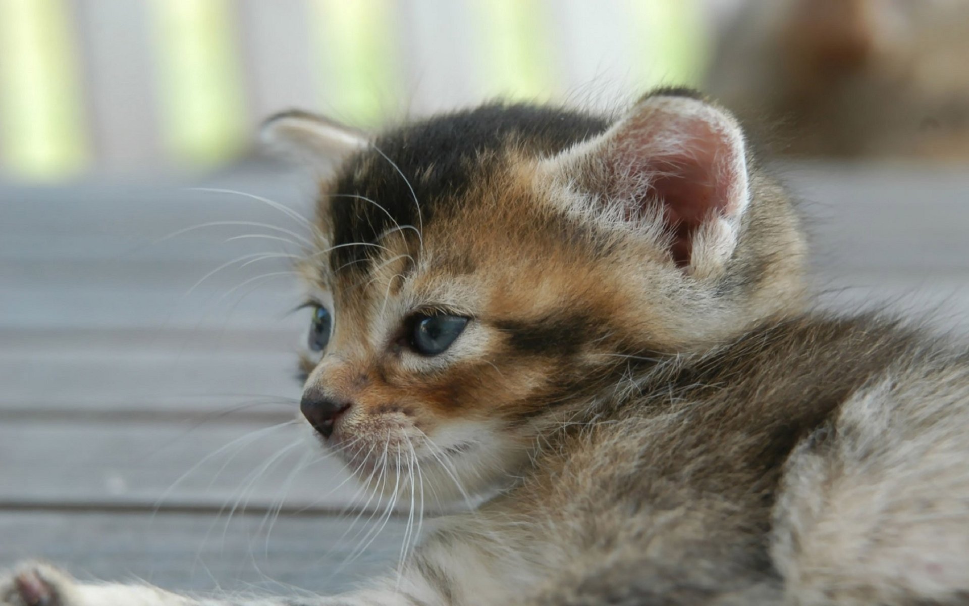 katze katze liegt