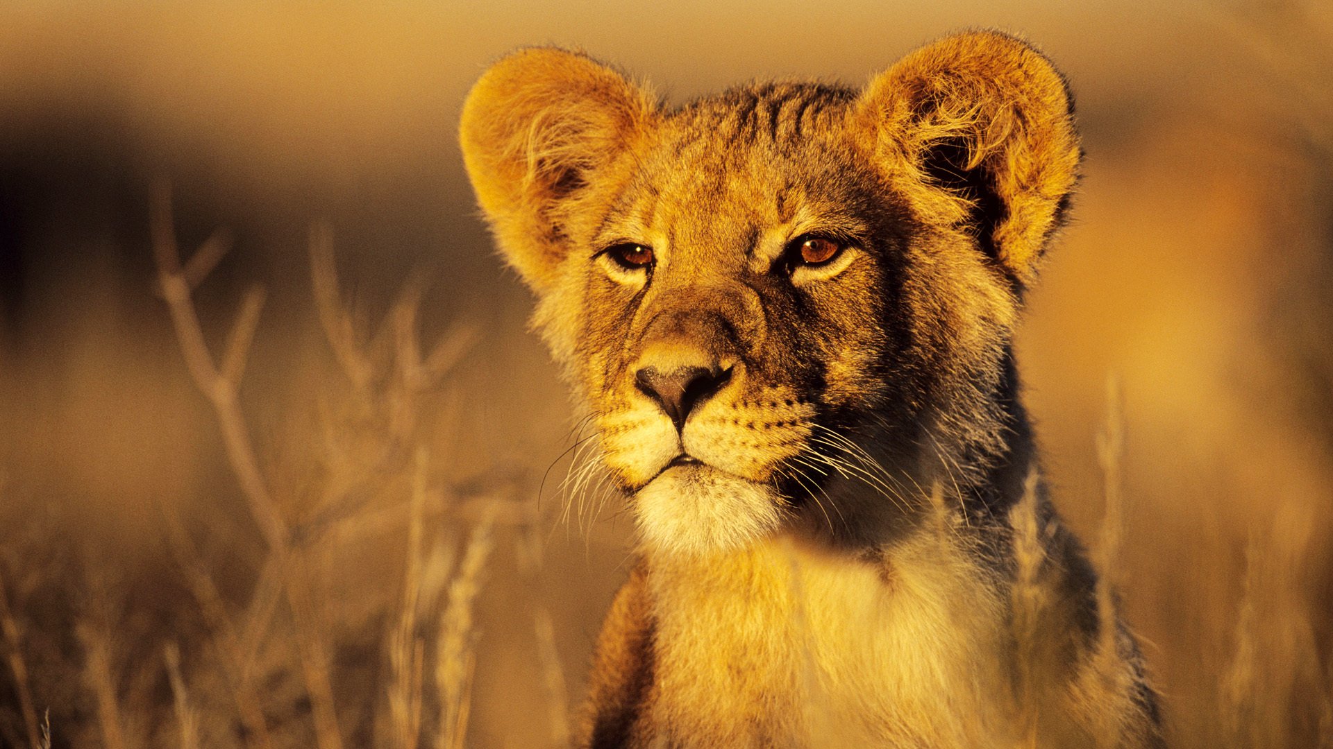 cats cats animals lion lion cub savanna nature