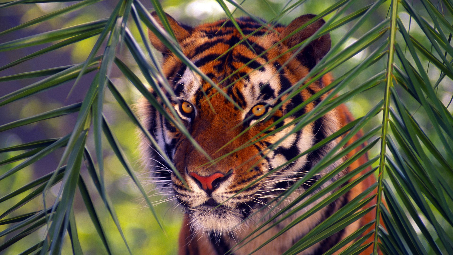 tigre du bengale tigre animaux branche