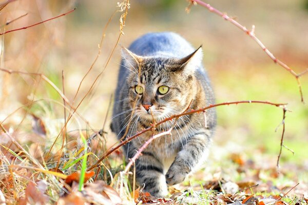 El gato salió a cazar