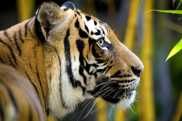 Tigre dans la forêt