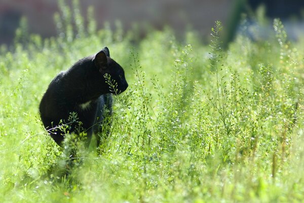 Czarny kot chodzi w trawie