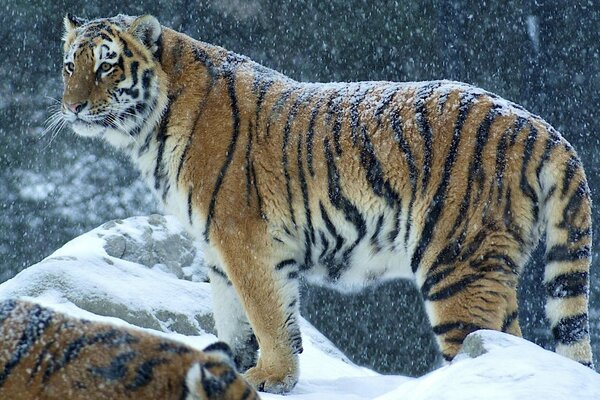 Striped predator in the winter snow season