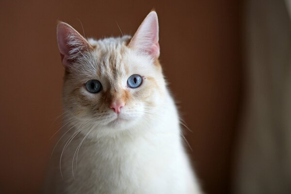 There is no cuter kitty with blue eyes and a pink nose