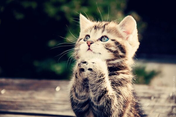 Chaton charmant, demande pattes croisées