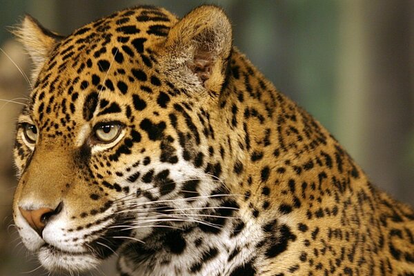 Jaguar tacheté regarde au loin