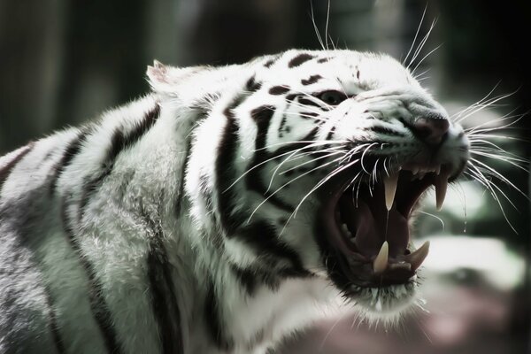 Tigre blanc avec un sourire