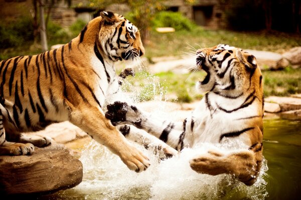 Lucha en el agua de dos tigres