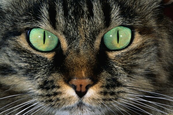 Hermosos ojos verdes en el gato