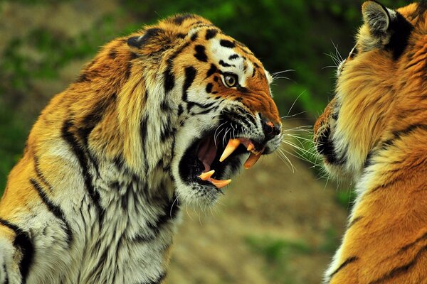 A tiger grinning at another tiger