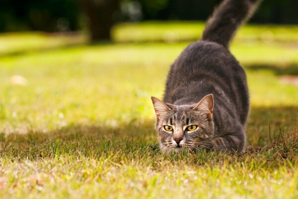 Gatto caccia in una giornata di sole in una radura