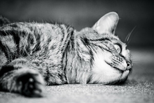 Gato acostado en blanco y negro